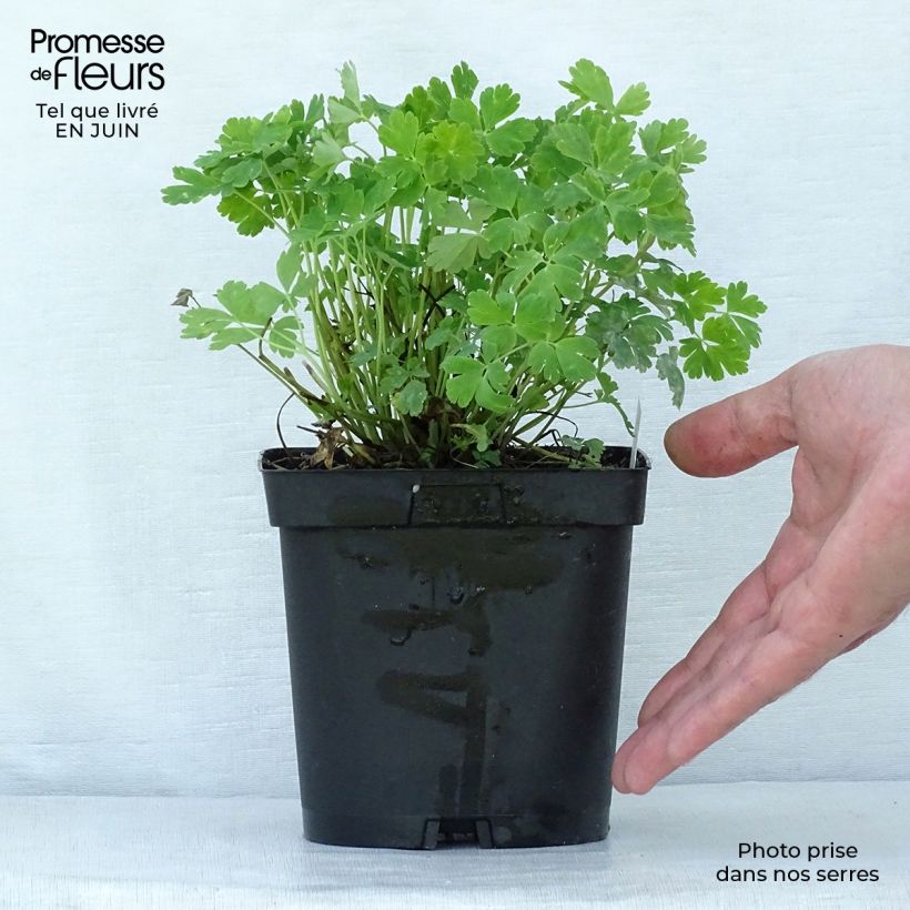 Example of Aquilegia Rotstern (Crimson Star) - Langspornige Akelei Topf mit 2L/3L as you get in ete