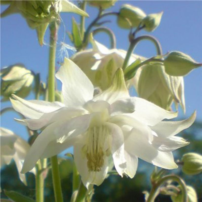 Aquilegia vulgaris clematiflora Green Apples - Garten-Akelei (Flowering)