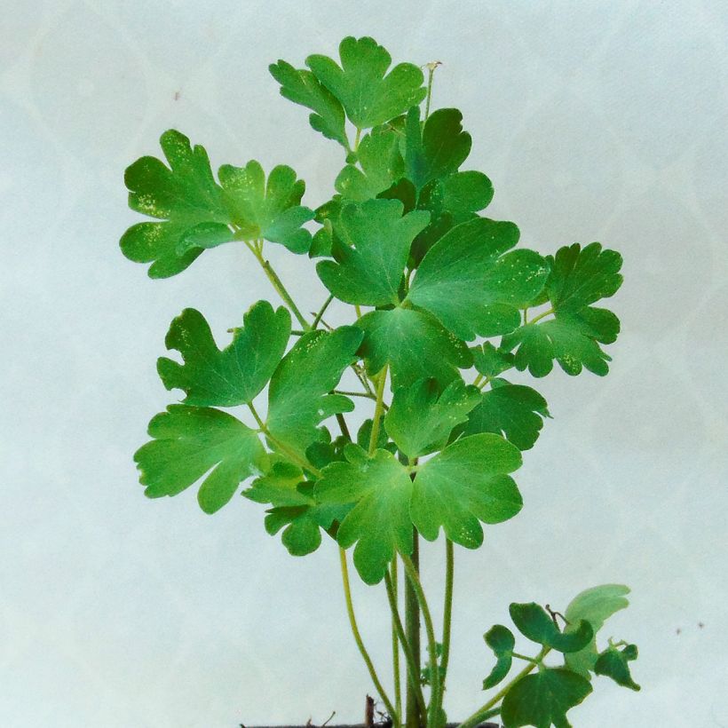 Aquilegia vulgaris clematiflora Green Apples - Garten-Akelei (Foliage)
