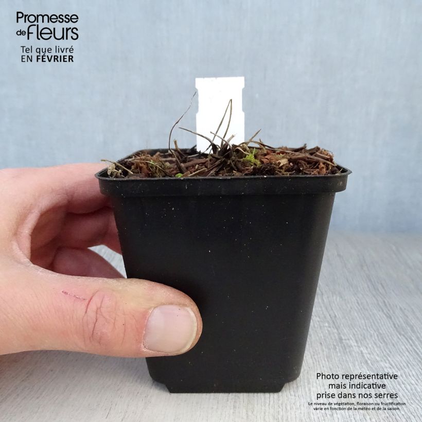 Exemplar von Aquilegia vulgaris clematiflora Green Apples - Garten-Akelei Kleine Töpfe von 8/9 cm wie im Winter geliefert