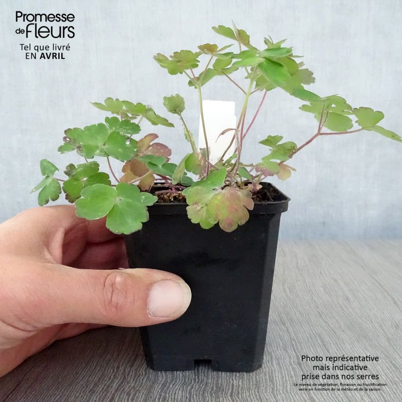 Exemplar von Aquilegia Blue Barlow - Garten-Akelei Kleine Töpfe von 8/9 cm wie im Frühjahr geliefert