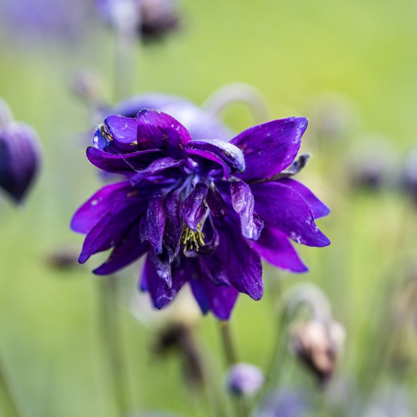 Aquilegia Blue Barlow - Garten-Akelei (Flowering)