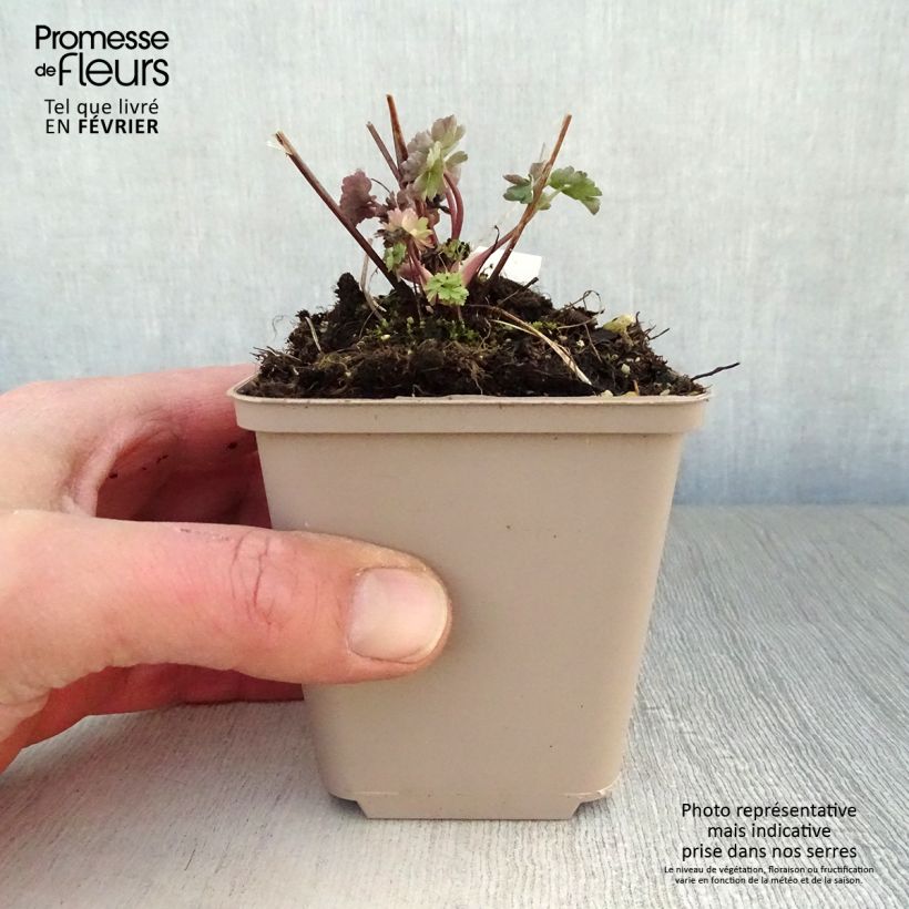 Exemplar von Aquilegia Mrs M. Nicholls - Garten-Akelei Kleine Töpfe von 8/9 cm wie im Winter geliefert