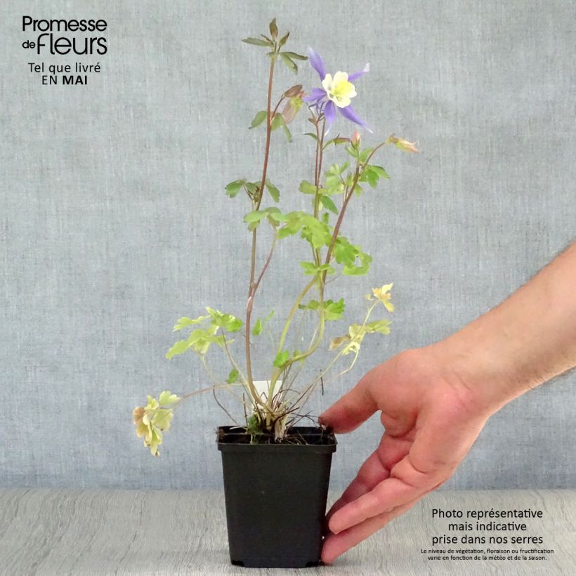 Exemplar von Aquilegia Mrs M. Nicholls - Garten-Akelei Kleine Töpfe von 8/9 cm wie im Frühjahr geliefert