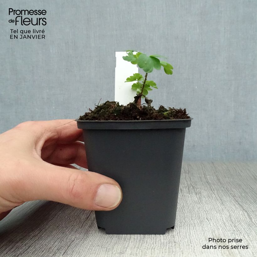 Exemplar von Aquilegia William Guiness - Kurzspornige Akelei Kleine Töpfe von 8/9 cm wie im Winter geliefert