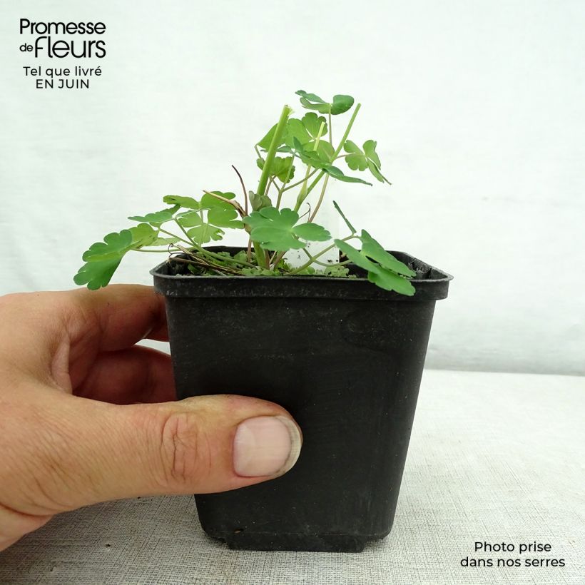 Example of Aquilegia Winky Double Dark Blue White - Kurzspornige Akelei Kleine Töpfe von 8/9 cm as you get in ete