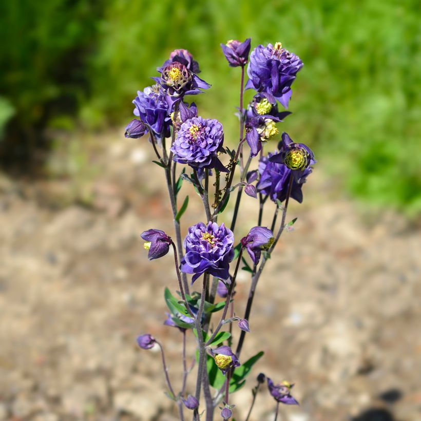 Aquilegia Winky Double Dark Blue White - Kurzspornige Akelei (Plant habit)