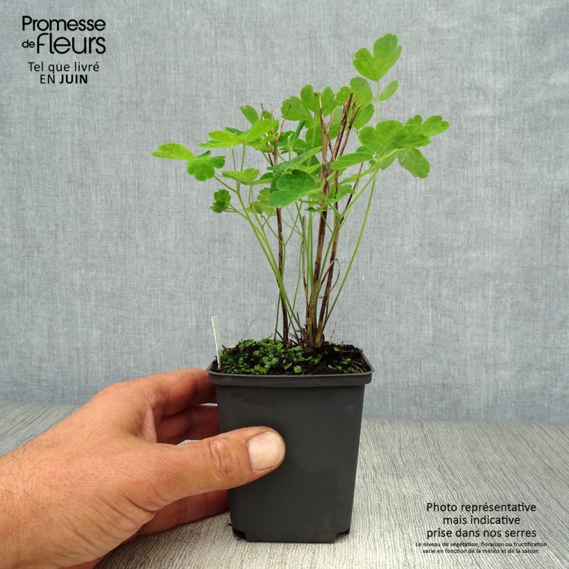 Example of Aquilegia Winky Red White - Kurzspornige Akelei Kleine Töpfe von 8/9 cm as you get in ete