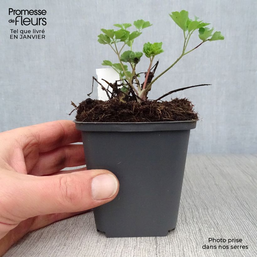 Exemplar von Aquilegia Winky Red White - Kurzspornige Akelei Kleine Töpfe von 8/9 cm wie im Winter geliefert