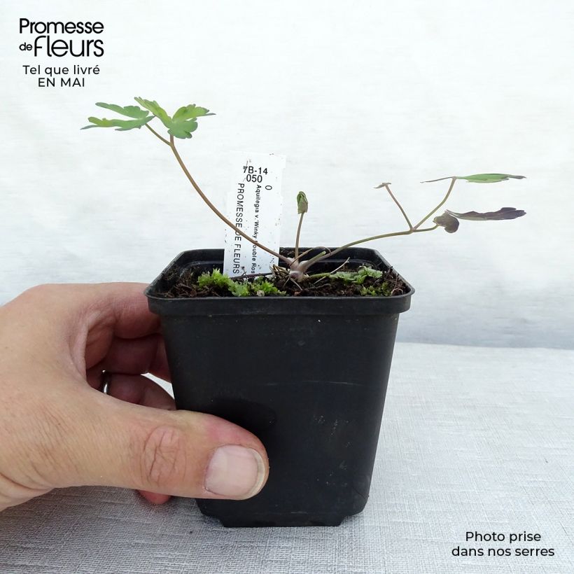 Exemplar von Aquilegia Winky Double Rose White - Garten-Akelei Kleine Töpfe von 8/9 cm wie im Frühjahr geliefert