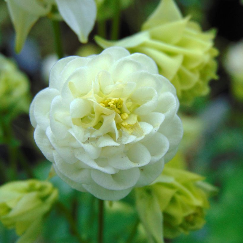 Aquilegia Winky White and White - Kurzspornige Akelei (Flowering)