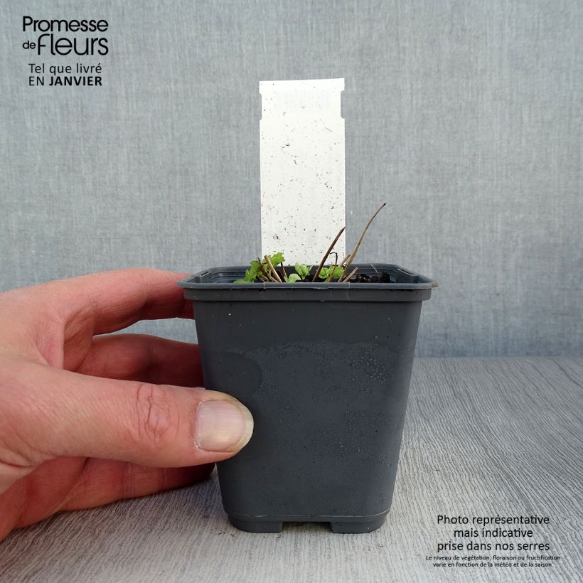 Example of Aquilegia Winky White and White - Kurzspornige Akelei Kleine Töpfe von 8/9 cm as you get in hiver