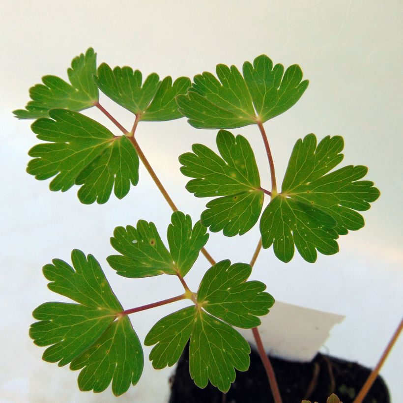 Aquilegia caerulea Snow Queen - Garten-Akelei (Foliage)