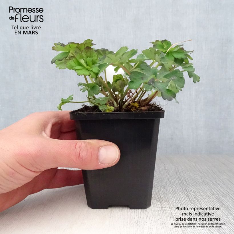 Exemplar von Aquilegia caerulea Snow Queen - Garten-Akelei Kleine Töpfe von 8/9 cm wie im Frühjahr geliefert