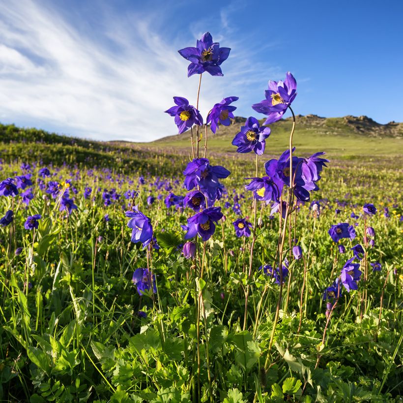 Aquilegia alpina - Alpen-Akelei (Plant habit)
