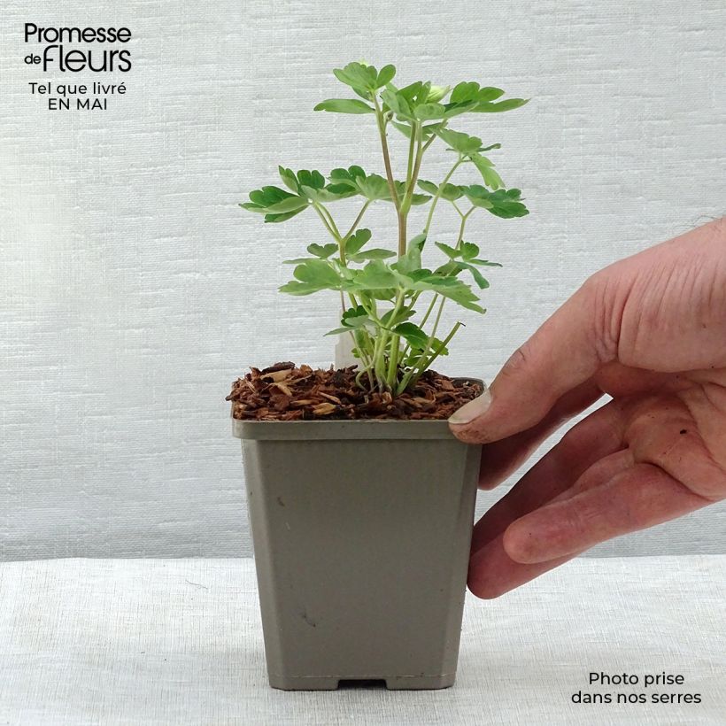 Exemplar von Aquilegia alpina - Alpen-Akelei Kleine Töpfe von 8/9 cm wie im Frühjahr geliefert