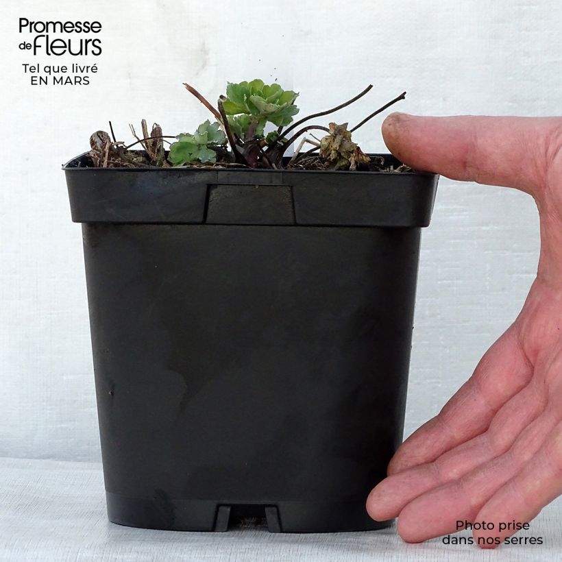 Exemplar von Aquilegia alpina - Alpen-Akelei Topf mit 2L/3L wie im Frühjahr geliefert