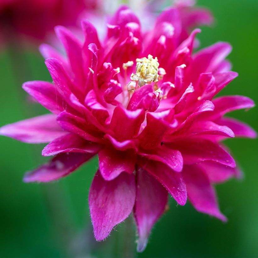 Aquilegia Clementine Red - Garten-Akelei (Flowering)