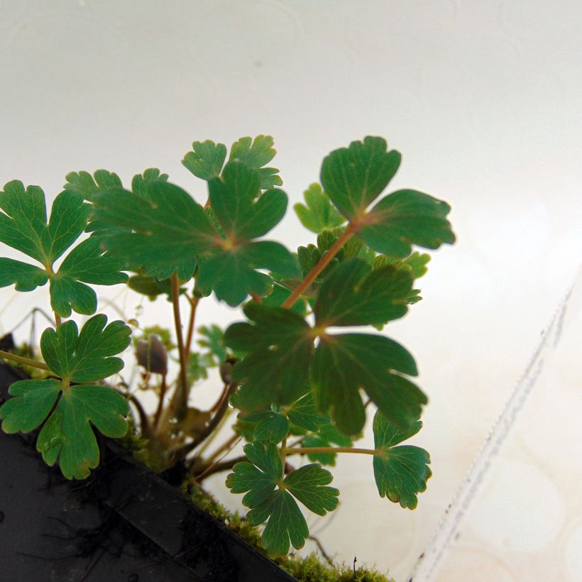 Aquilegia canadensis Little Lanterns - Kanadische Akelei (Foliage)