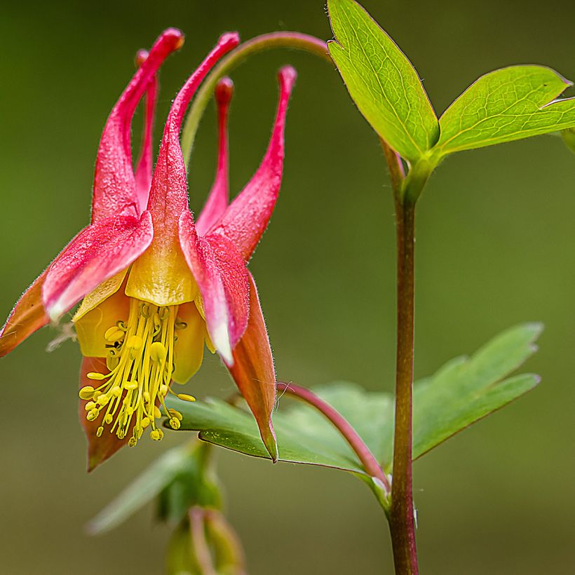 Aquilegia canadensis - Kanadische Akelei (Flowering)