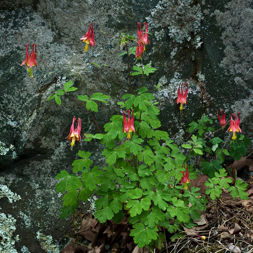 Aquilegia canadensis - Kanadische Akelei (Plant habit)