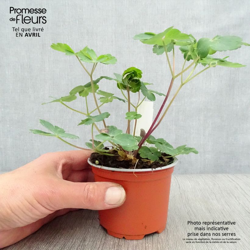 Exemplar von Aquilegia vulgaris var. stellata Black Barlow - Garten-Akelei Kleine Töpfe von 8/9 cm wie im Frühjahr geliefert