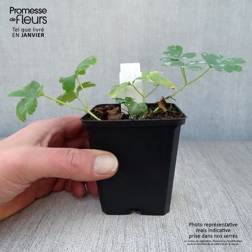 Exemplar von Aquilegia Nora Barlow - Gefüllte Akelei Kleine Töpfe von 8/9 cm wie im Winter geliefert