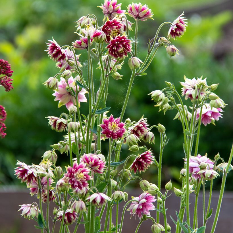 Aquilegia Nora Barlow - Gefüllte Akelei (Plant habit)