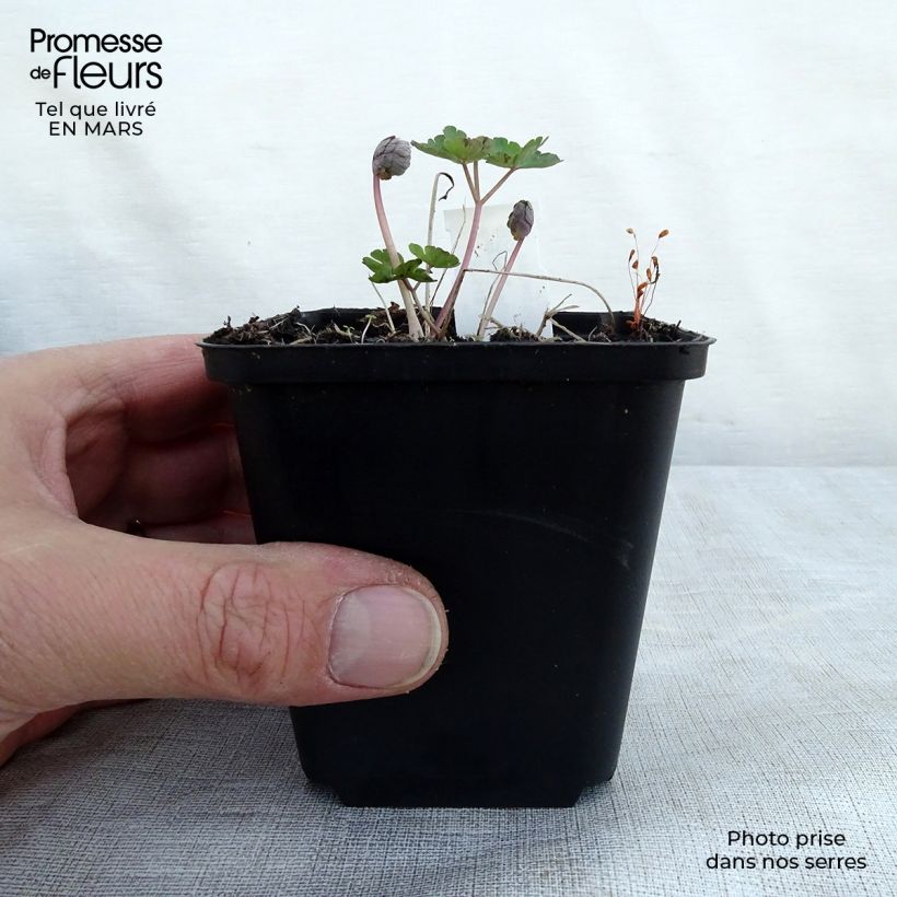 Exemplar von Aquilegia vulgaris var. stellata Rose Barlow - Garten-Akelei Kleine Töpfe von 8/9 cm wie im Frühjahr geliefert