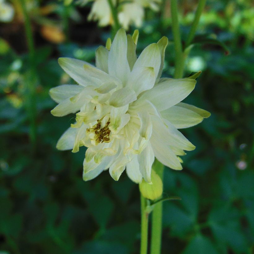 Aquilegia vulgaris var. stellata White Barlow - Garten-Akelei (Flowering)