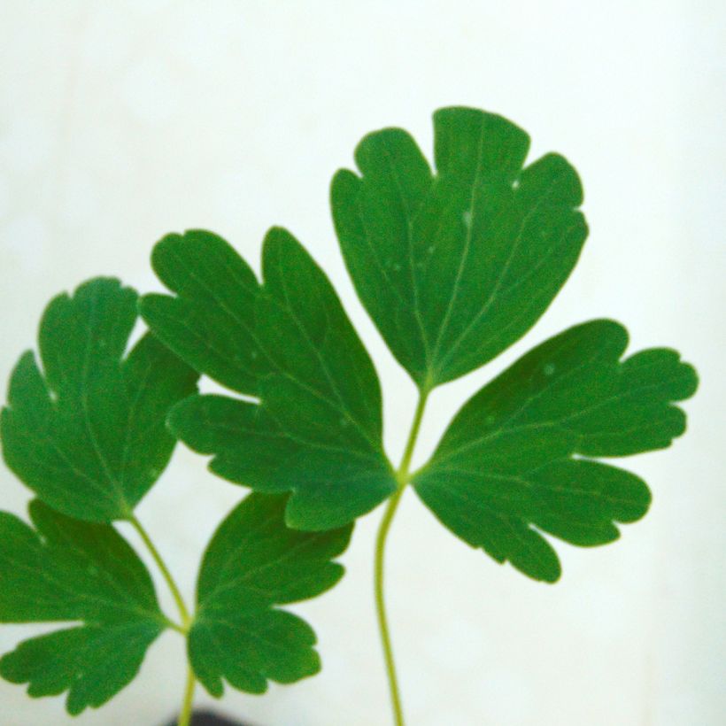Aquilegia chrysantha Yellow Queen - Langspornige Akelei (Foliage)