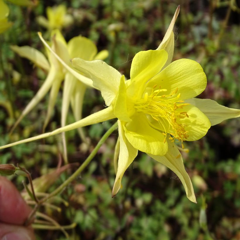 Aquilegia chrysantha Yellow Queen - Langspornige Akelei (Flowering)