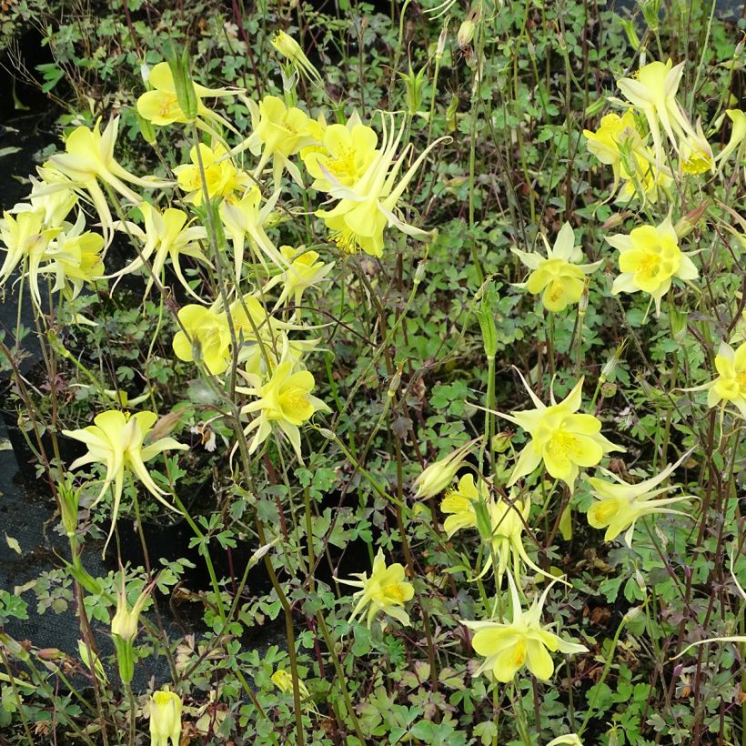 Aquilegia chrysantha Yellow Queen - Langspornige Akelei (Plant habit)