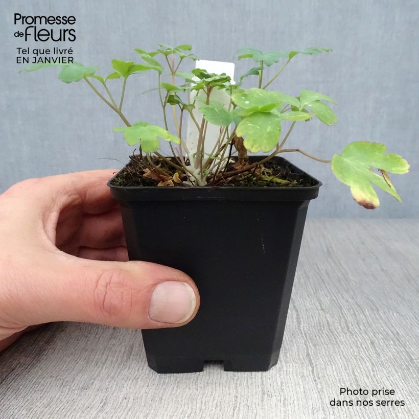 Exemplar von Aquilegia chrysantha Yellow Queen - Langspornige Akelei Kleine Töpfe von 8/9 cm wie im Winter geliefert