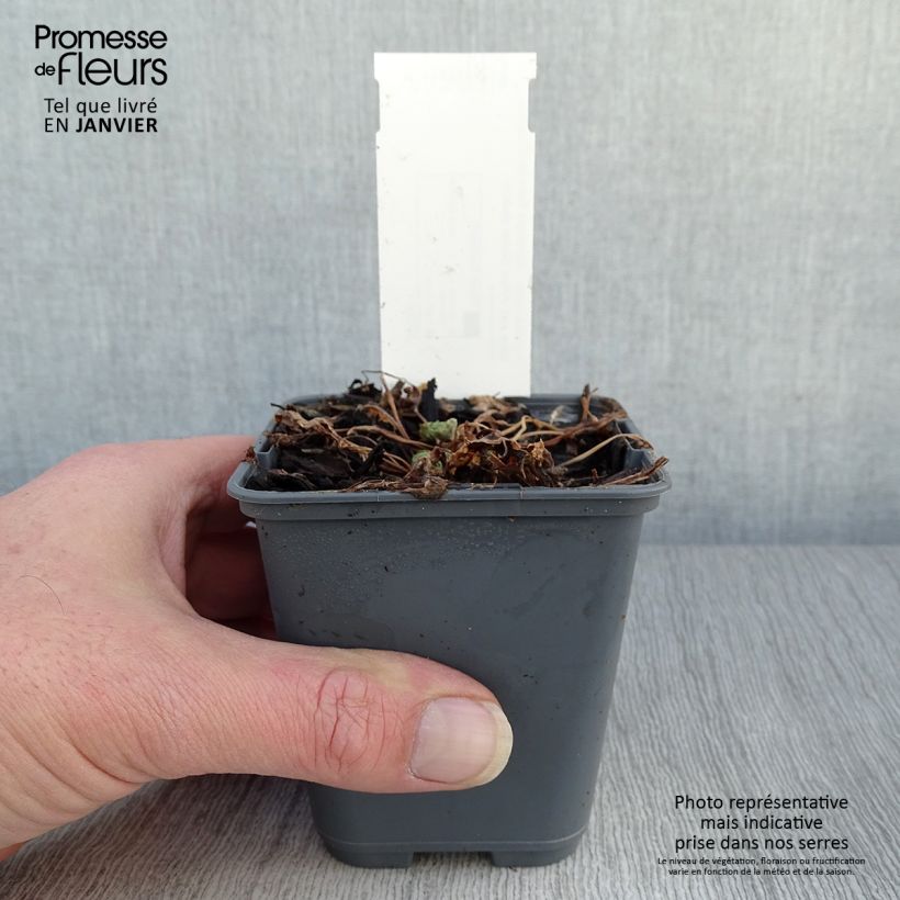 Exemplar von Aquilegia flabellata Cameo Blue and White - Zwerg-Akelei Kleine Töpfe von 8/9 cm wie im Winter geliefert