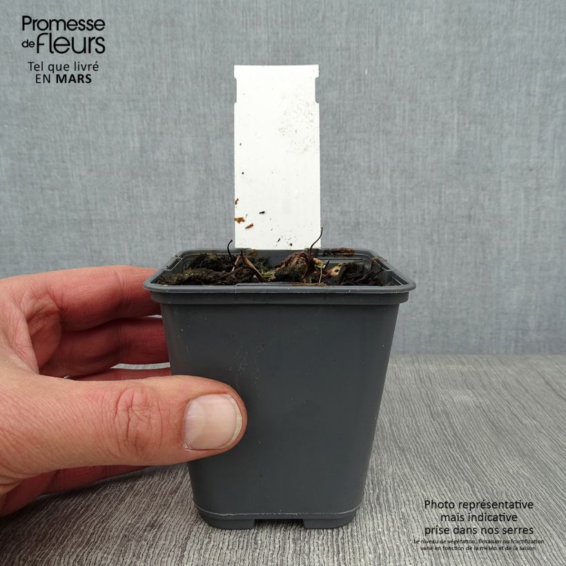 Exemplar von Aquilegia flabellata Cameo White - Zwerg-Akelei Kleine Töpfe von 8/9 cm wie im Winter geliefert