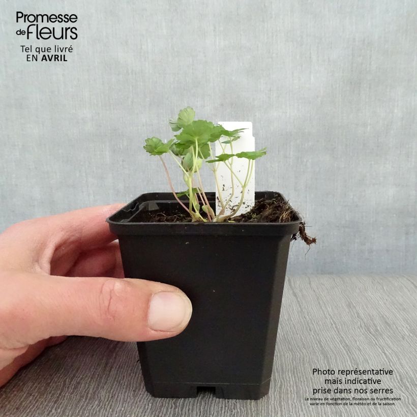 Exemplar von Aquilegia flabellata Ministar - Zwerg-Akelei Kleine Töpfe von 8/9 cm wie im Frühjahr geliefert