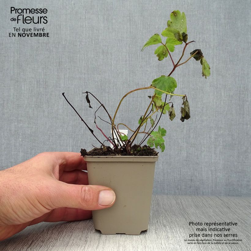 Example of Aquilegia Ruby Port - Gefüllte Akelei Kleine Töpfe von 8/9 cm as you get in automne