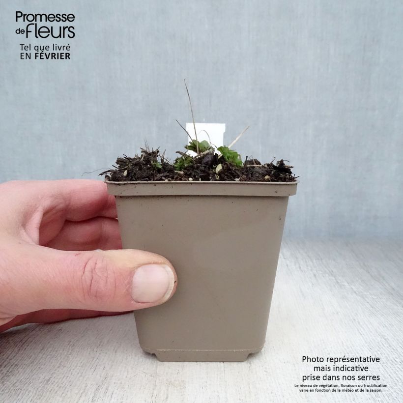 Exemplar von Aquilegia Ruby Port - Gefüllte Akelei Kleine Töpfe von 8/9 cm wie im Winter geliefert