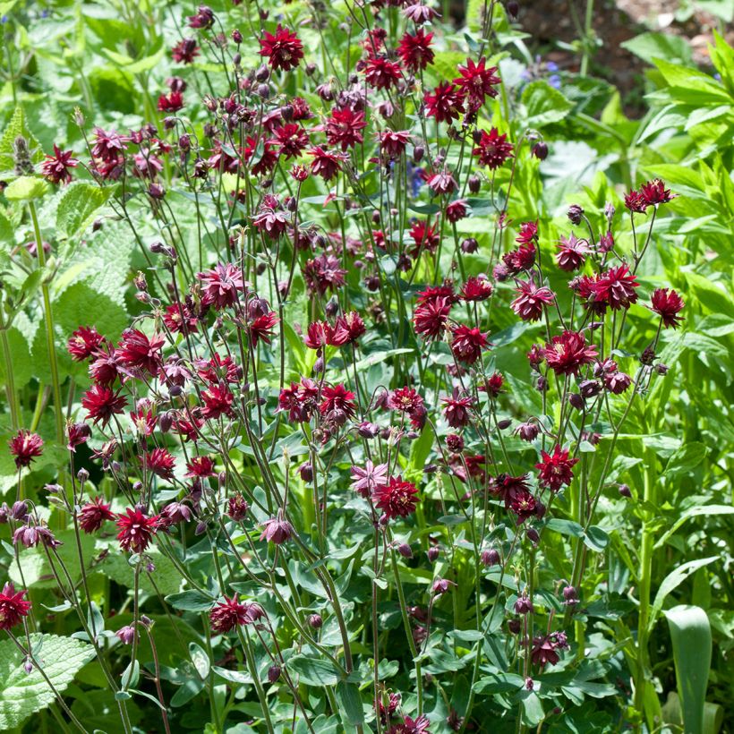 Aquilegia Ruby Port - Gefüllte Akelei (Plant habit)