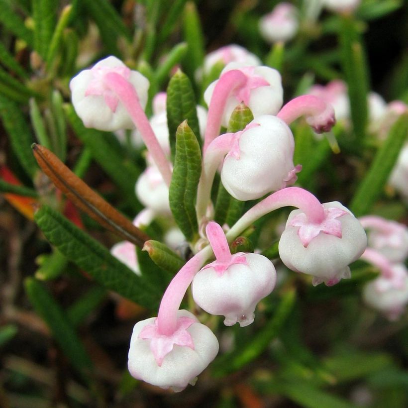 Andromeda polifolia Compacta - Sumpfrosmarin (Flowering)