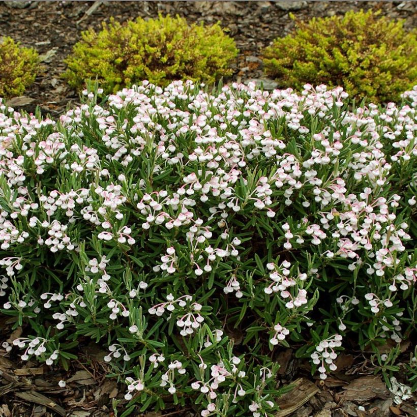 Andromeda polifolia Compacta - Sumpfrosmarin (Plant habit)