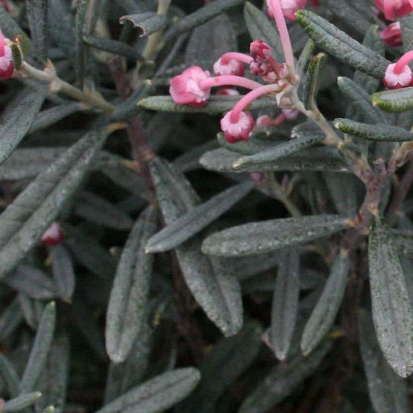 Andromeda polifolia Blue Lagoon - Sumpfrosmarin (Foliage)
