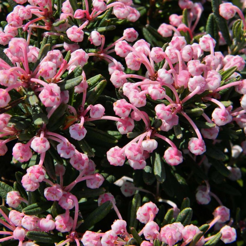 Andromeda polifolia Blue Lagoon - Sumpfrosmarin (Flowering)