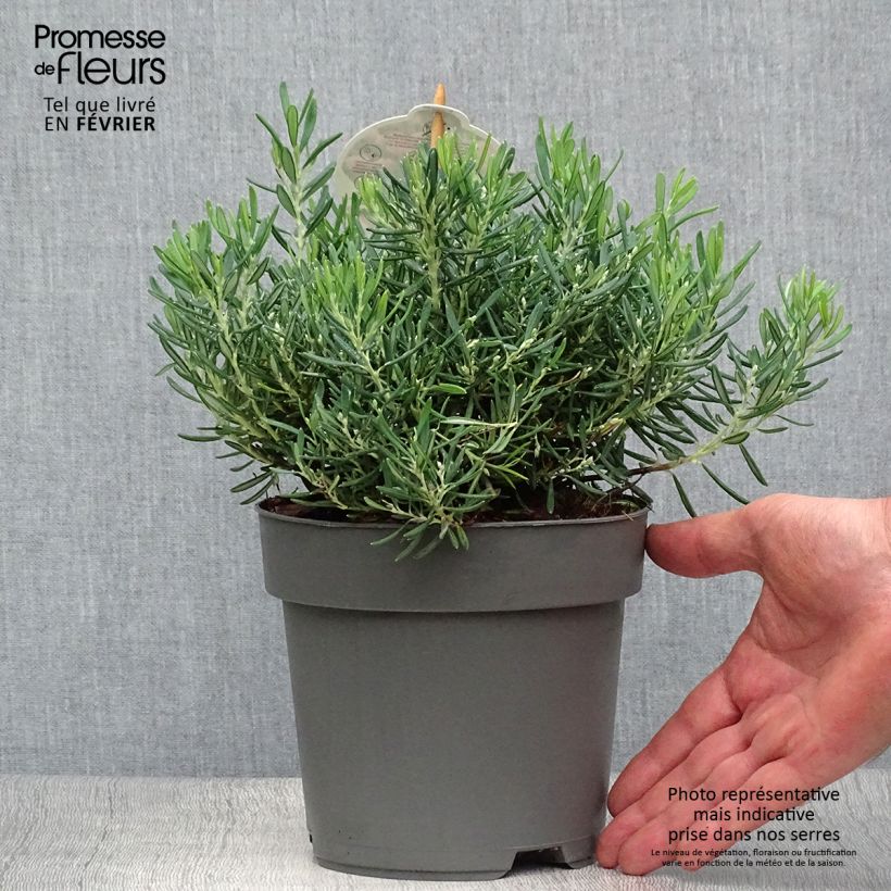 Example of Andromeda polifolia Compacta - Sumpfrosmarin Topf mit 2L/3L as you get in automne