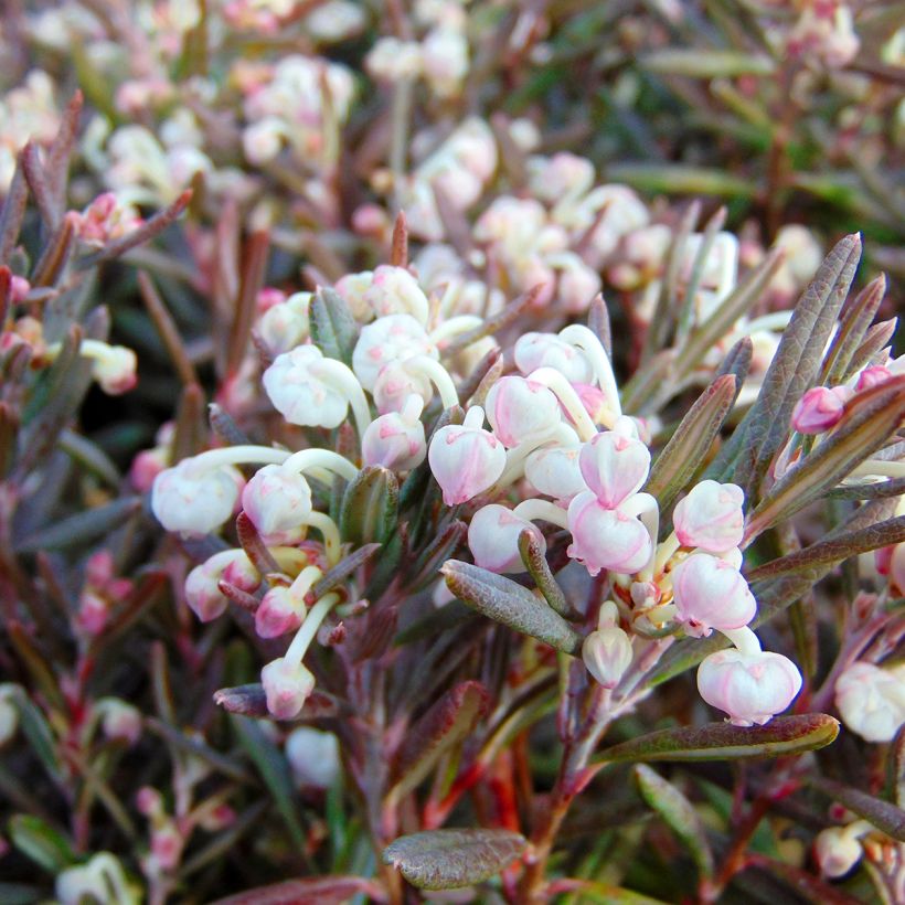 Andromeda polifolia Blue Ice - Sumpfrosmarin (Flowering)