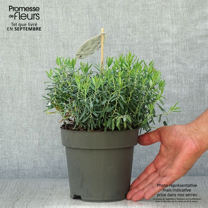 Example of Andromeda polifolia Blue Ice - Sumpfrosmarin Topf mit 4L/5L as you get in automne