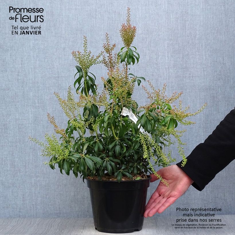 Exemplar von Schattenglöckchen Bonfire - Pieris japonica Topf mit 3L/4L wie im Winter geliefert