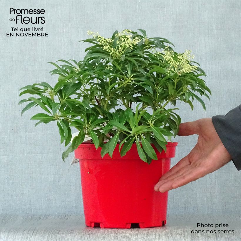 Example of Schattenglöckchen Forest Flame - Pieris japonica Topf mit 2L/3L as you get in automne