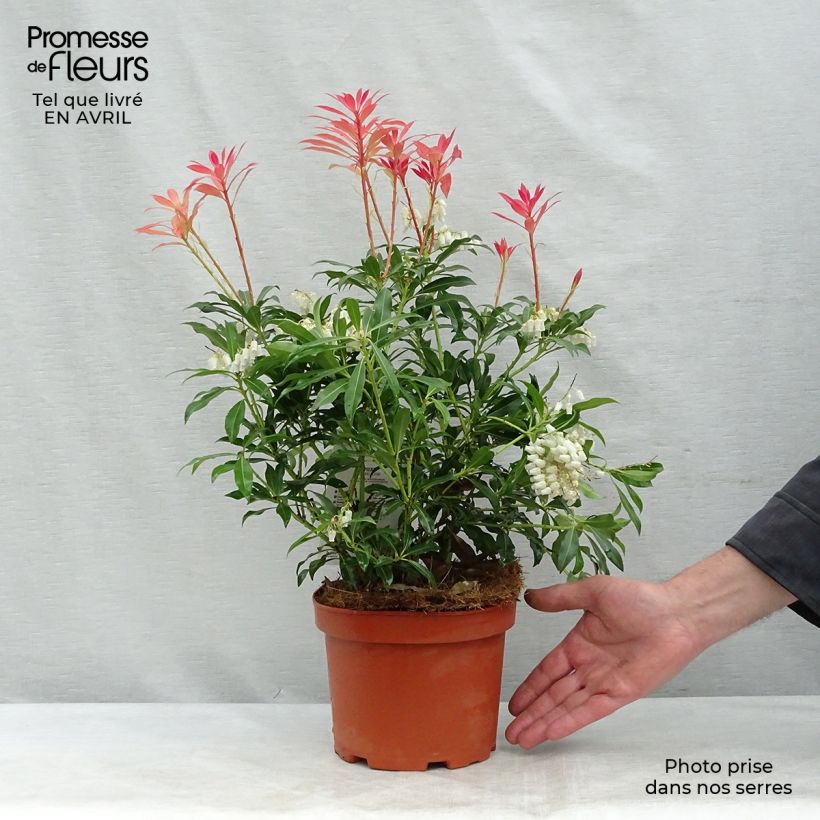 Exemplar von Schattenglöckchen Forest Flame - Pieris japonica Topf mit 2L/3L wie im Frühjahr geliefert